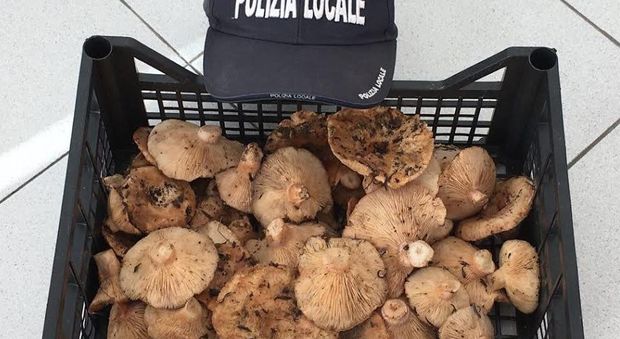 Lecce, funghi tossici in vendita per strada - QuotidianoDiPuglia.it - Quotidiano di Puglia