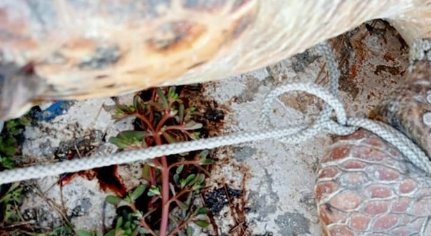 Tartaruga legata ad un macigno e gettata nel porto: gesto folle denunciato dagli ambientalisti