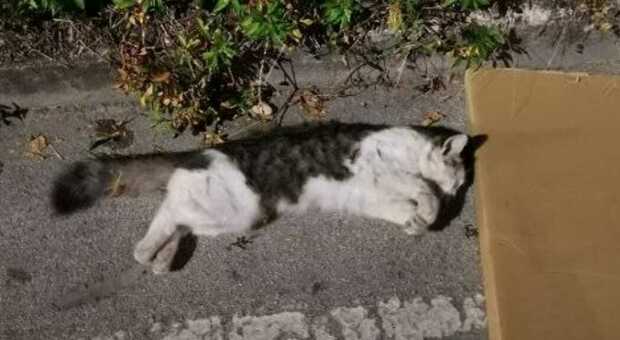 Moria di gatti avvelenati in paese: si cercano i responsabili. Pronto l'esposto alla Procura