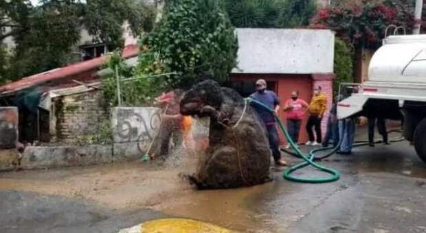 Ratto gigante sbuca dalle fogne dopo il temporale: la foto è virale, la verità degli operai