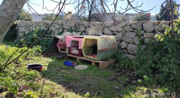 Lecce, vietato dare da mangiare ai gatti del cimitero: multe fino a 500 euro. "Tuteliamo la colonia felina"