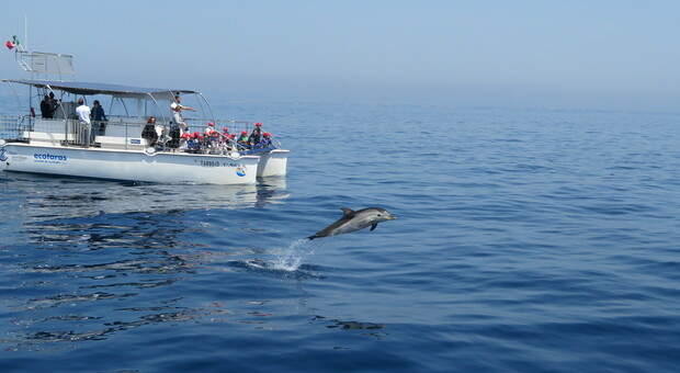 Delfini, l'Intelligenza artificiale conferma: alcune specie sono tra le più diffuse in Puglia