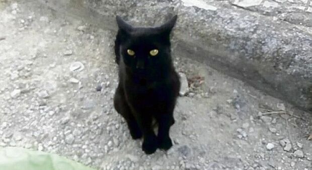 Gatto nero preso a sassate: ragazzi denunciati dagli animalisti