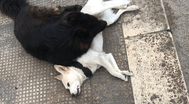 Bondo e Nerino, due cagnolini inseparabili: uno viene investito e lo scatto diventa virale