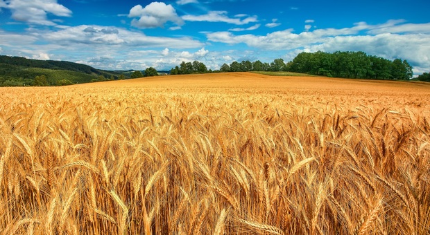 “Freekeh”, la Puglia produce il grano verde per rispondere alla crisi agroalimentare