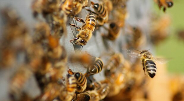 «Call for impactability»: le migliori idee ad alto impatto ambientale per proteggere le api