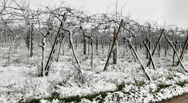 Inverno pazzo e neve in Puglia, Coldiretti avverte: «Il gelo mette a rischio frutta e verdura»