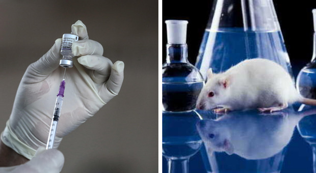 Omicron, AstraZeneca: «La nostra terza dose efficace». In Italia via al test sui topi per il vaccino della Takis