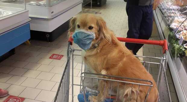 Cane con la mascherina al supermercato a Belluno