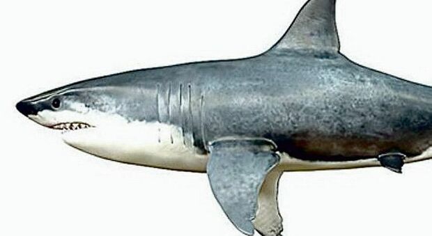 Maglie, il museo ospita la riproduzione animata di uno squalo preistorico. Un meccanismo la fa muovere in fase di attacco ad un subacqueo