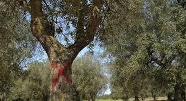Xylella, la Regione libera 30 milioni per i reimpianti di ulivi nel Salento