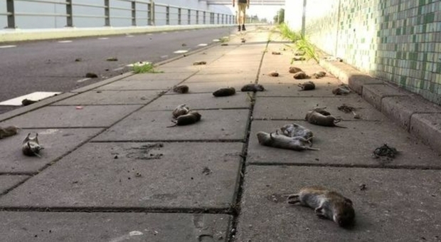 I topi trovati morti lungo la strada a Hommerts, in Olanda (immagine pubblicata da Sneeker Nieuwsblad di LC)