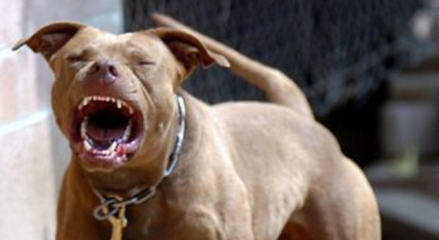 Torino, cane meticcio ucciso da un pitbull: ferita la padrona che cercava di salvarlo