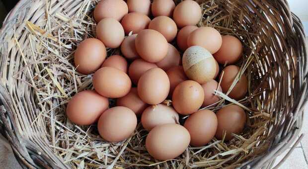 Ecco l'uovo dal guscio bicolore: la perfezione della natura nell'allevamento del Salento