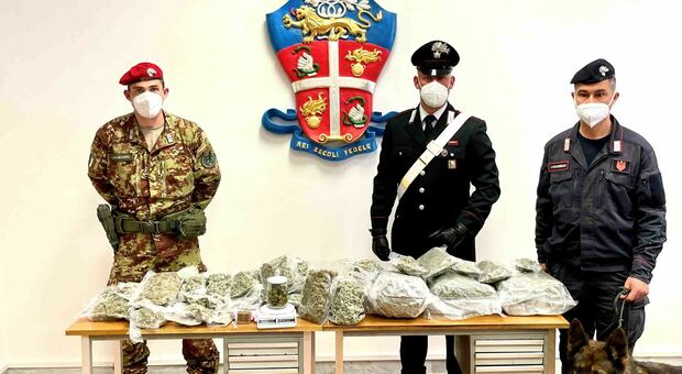 Droga, maxi sequestro dei carabinieri: il fiuto di “Zilo” scopre 8 kg di marijuana