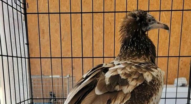 Un raro avvoltoio si perde nel Salento: salvata Pina, capovaccaio a rischio estinzione