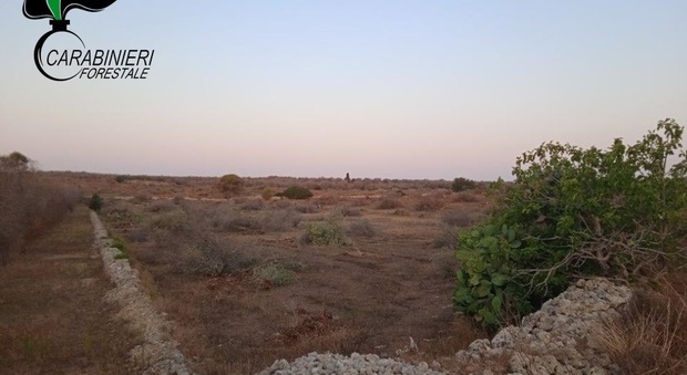 Otranto, estirpa 96 alberi di ulivo: una denuncia