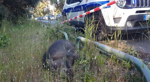 Roma, cinghiale investito e ucciso da uno scooter: due feriti, l'animale stava attraversando la strada