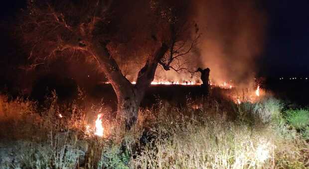 Salento, a fuoco centinaia di ulivi colpiti da xylella