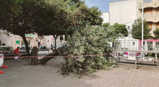 L'albero cade e si abbatte su un lampione: tragedia sfiorata nella piazza centrale