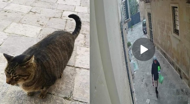 Lecce, fermato l'aggressore del gatto ucciso a calci: è un trentenne con disturbi psichici
