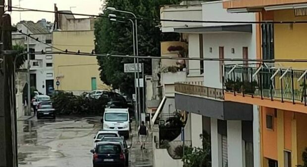 Bomba d'acqua sul Basso Salento, tra alberi caduti e voragini per strada