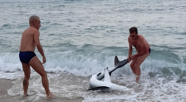 Tirano fuori dal mare uno squalo per scattare foto ricordo: il video fa infuriare gli ambientalisti