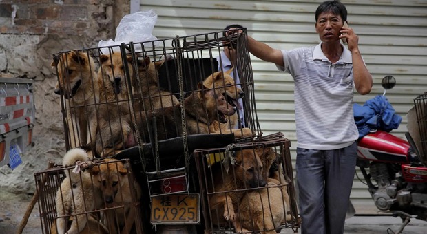 Massacro di Yulin, l'orrore continua: 386 cani salvati, ma ne saranno macellati migliaia