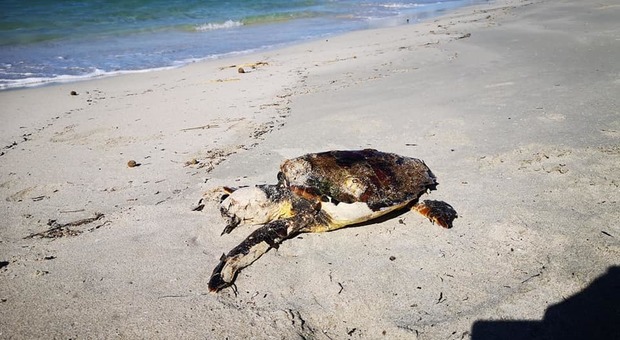 Tartarughe, è strage in Salento: due morte in pochi giorni sulla spiaggia dell'oasi protetta