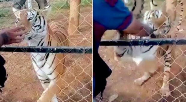 La tigre azzanna il braccio del custode che voleva accarezzarla (immag diffuse da ADN America)
