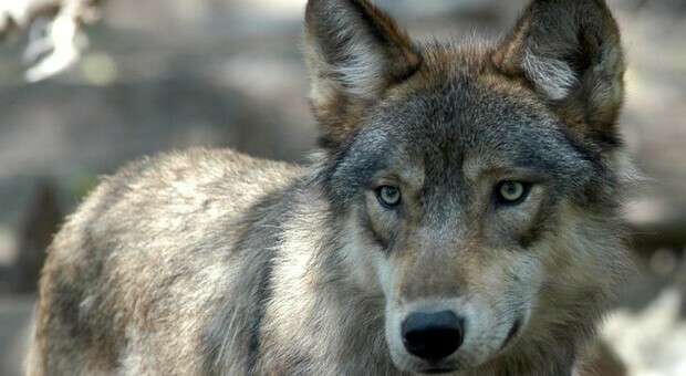 Spagna, il divieto di caccia ai lupi esteso a tutto il Paese: gli allevatori protestano