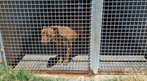 Arriva l'adozione internazionale per i cani "abbandonati" in canile