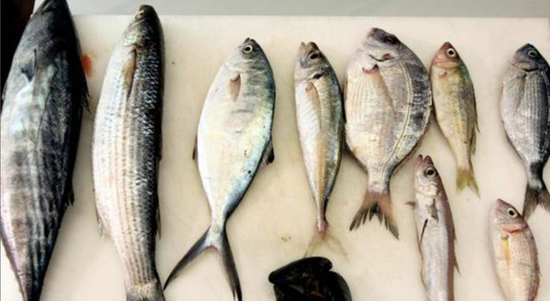 Dopo una serie di controlli, sono stati scoperti in diverse zone della Toscana chili di pesce scaduto nei supermercati