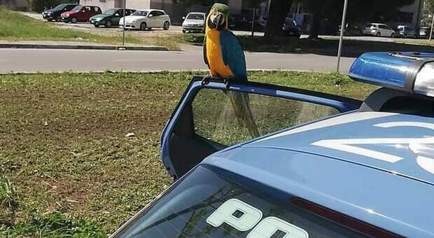 Il pappagallo Pedro