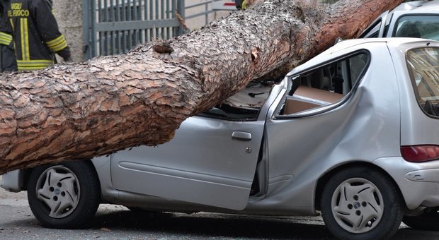 Roma, emergenza alberi: «Malati due su tre». Ecco le zone a rischio