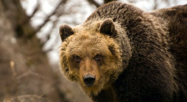 Escono in balcone e trovano un orso: «Mio marito si è buttato giù per la paura»