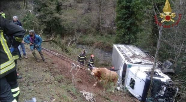 Salvati tutti i vitelli a bordo di un camion che si è ribaltato