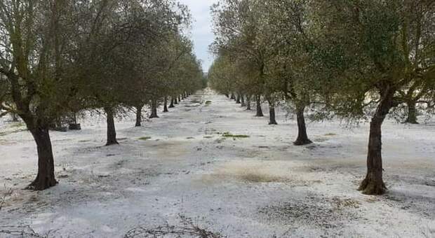 Addio primavera anticipata: in Puglia da metà settimana gelo e nevicate anche a bassa quota