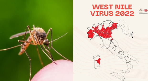 West Nile in Italia, 97 casi e 7 morti: «Sostenuta circolazione virus soprattutto al nord» Ecco le regioni più a rischio