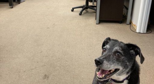 Lo studio legale ai dipendenti: «Portate i vostri cani al lavoro»