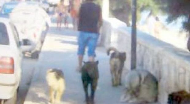 Puglia maglia nera per numero di cani vaganti. A Bari 87 segnalazioni su 325 arrivate nella regione in estate