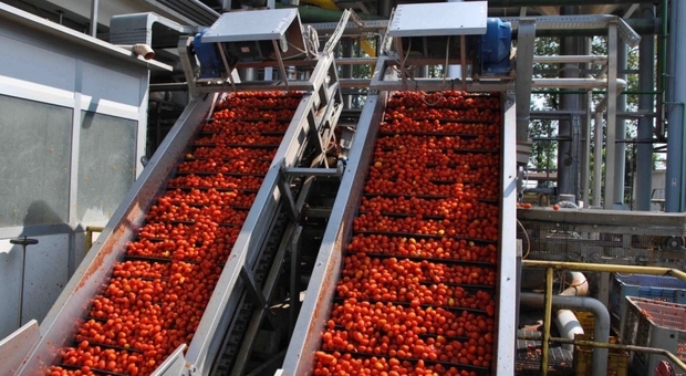 Accordo "salva pomodoro": si punta al made in Italy