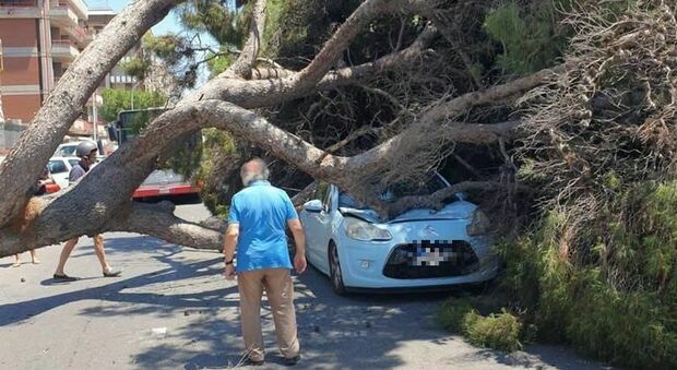 Cade un albero e si abbatte su una macchina: nessun ferito ma mezzo distrutto