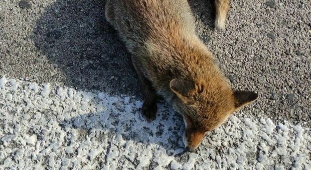 Cerca di aiutare una volpe ferita e in fuga: ecco cosa fare qualora la trovaste