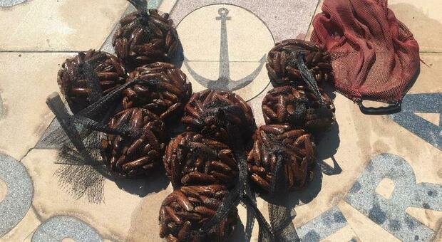 Dieci chili di datteri pronti a essere commercializzati sul mercato nero: sequestro della Guardia costiera nella Città Vecchia di Taranto