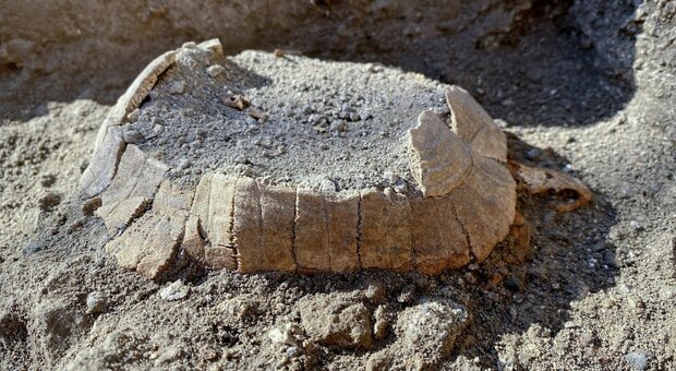 Pompei, sorpresa agli scavi: ritrovata una tartaruga di terra ancora con il suo uovo mai deposto FOTO