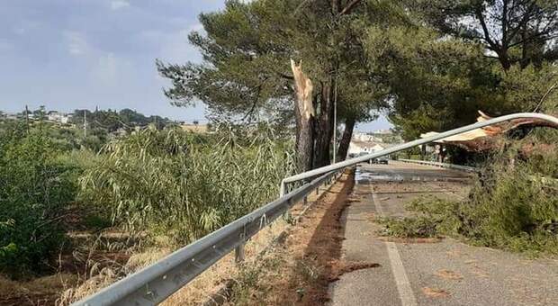 Bomba d'acqua tra Castellaneta e Polignano: cadono quattro alberi. Strada interrotta