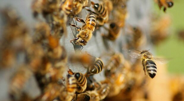 «Call For Impactability», la finale è stata un successo: ecco le tre migliori idee per proteggere le api