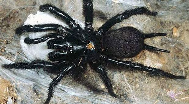 Il ragno più grande d'Europa sbarca in Italia: ecco come evitare il macrothele calpeiana