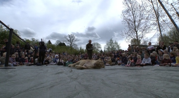 Zola, la leonessa soppressa, prima di essere sezionata di fronte ai bambini allo zoo. (Immag di Alexander Aagaard diffuse da TV2 Fyn Denmark)